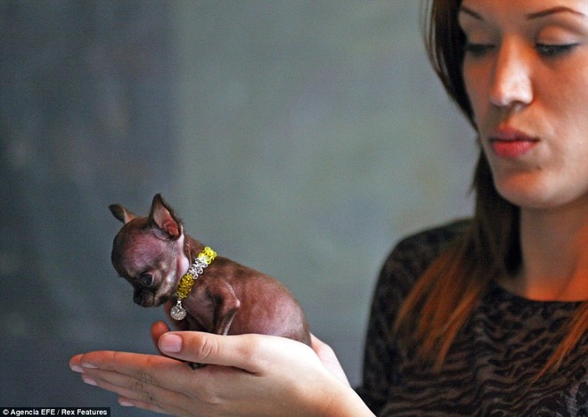 Ngắm nhìn chú chó Chihuahua nhỏ nhất thế giới ảnh 5