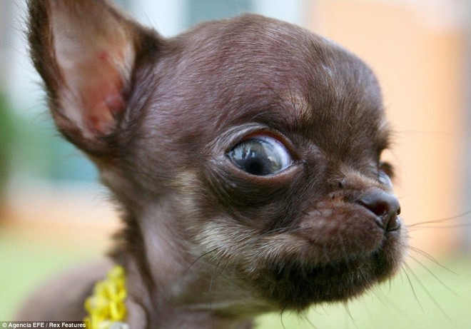 Ngắm nhìn chú chó Chihuahua nhỏ nhất thế giới ảnh 2