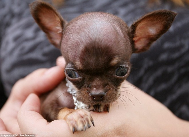 Ngắm nhìn chú chó Chihuahua nhỏ nhất thế giới ảnh 1
