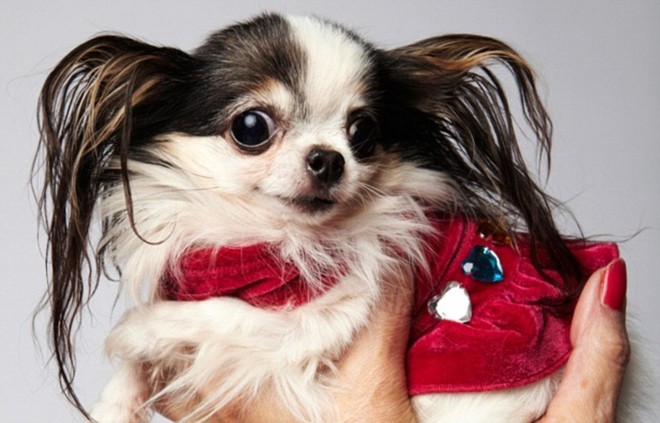 Ngắm nhìn chú chó Chihuahua nhỏ nhất thế giới ảnh 6