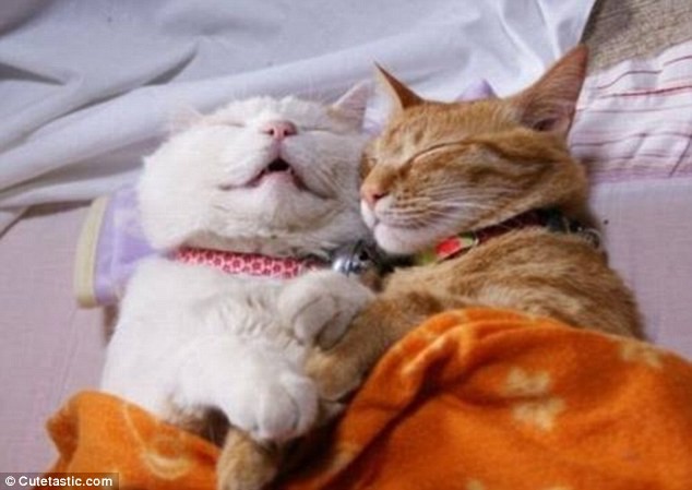 Những tư thế ngủ "khó đỡ" của các chú mèo ảnh 5