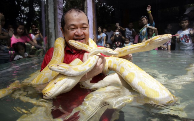 Không ngủ được nếu thiếu... rắn ảnh 3