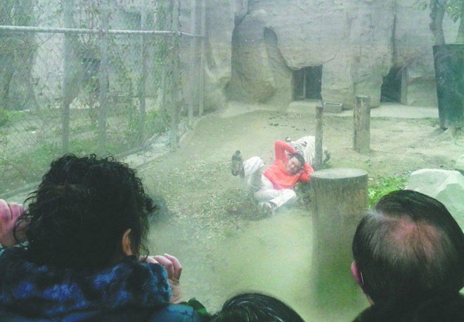 Tình nguyện nhảy vào chuồng làm mồi cho hổ ảnh 1