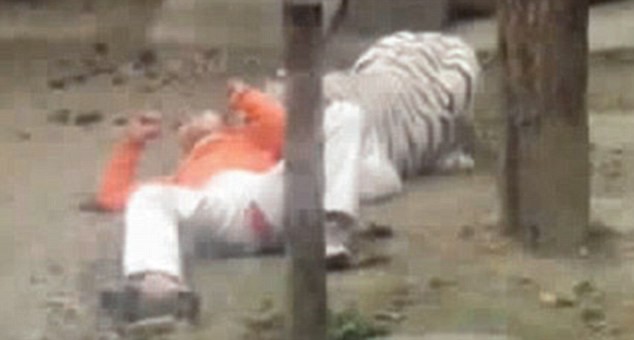 Tình nguyện nhảy vào chuồng làm mồi cho hổ ảnh 2