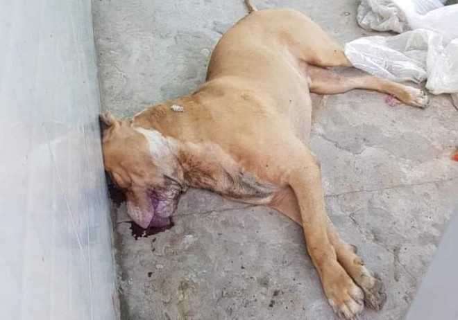 Chó pitbull cắn chết người: Chủ chó có thể bị khởi tố hình sự ảnh 1