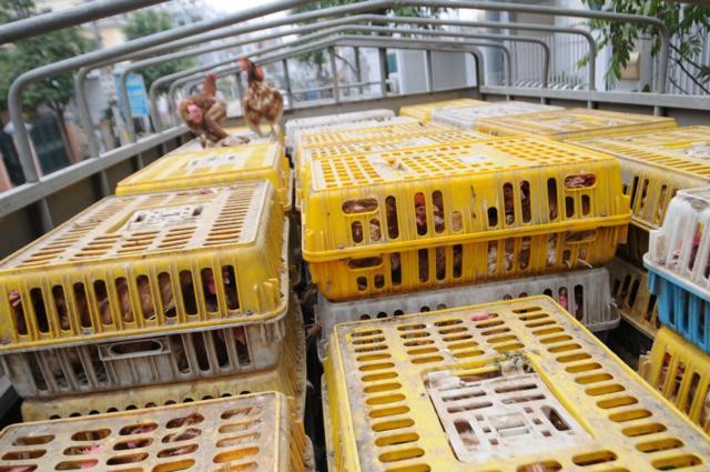 Cúm gia cầm xuất hiện trở lại ảnh 1