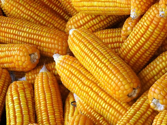 Ngô biến đổi gen chính thức được chứng nhận an toàn sinh học ảnh 1
