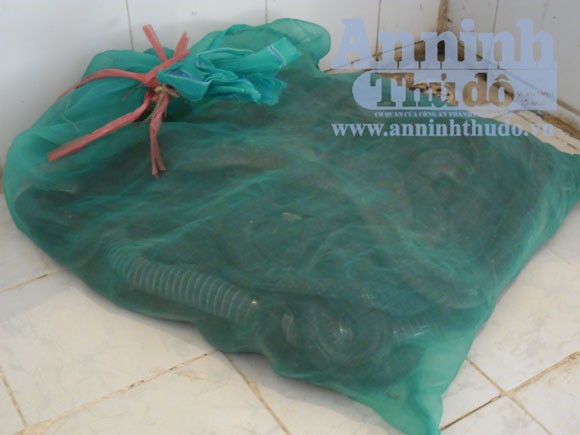 Giải cứu 7 cá thể rắn hổ mang chúa ảnh 1