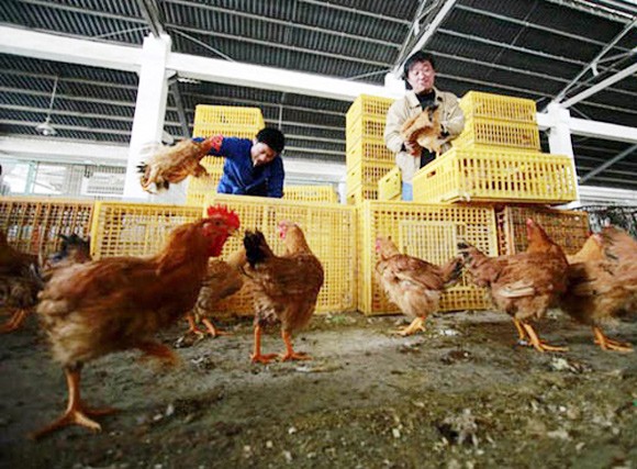 Nguy cơ lây lan và biện pháp phòng tránh H7N9 ảnh 1