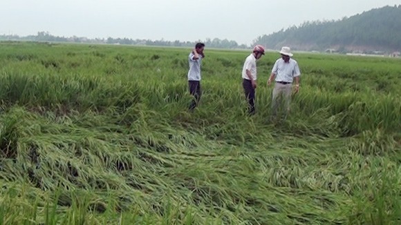 Lốc xoáy khiến hàng trăm ha lúa và hoa màu bị tàn phá ảnh 1