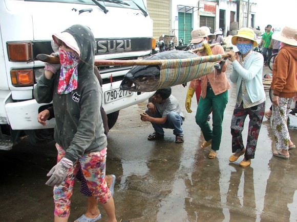 Liên kết từ 20-30 chủ tàu khai thác cá ngừ theo chuỗi giá trị ảnh 1
