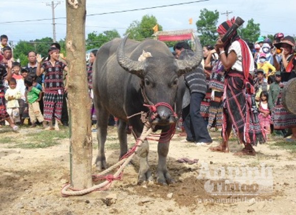Huyền bí chất kịch độc - "thần hộ mệnh" Bhlih ảnh 2
