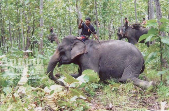 Bảo tồn voi Tây Nguyên: Vẫn nói nhiều và làm trên... giấy ảnh 5