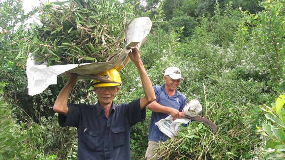 Đổ xô đến núi đào bới, tìm cây “thần dược” ảnh 1