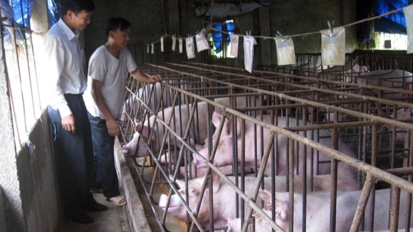 Hậu “cơn bão” chất tạo nạc ảnh 1