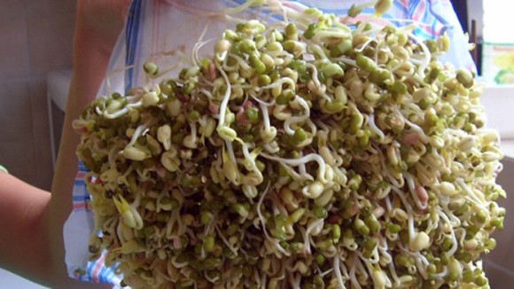 Nhiều mẫu giá đỗ nhiễm Asen ảnh 1