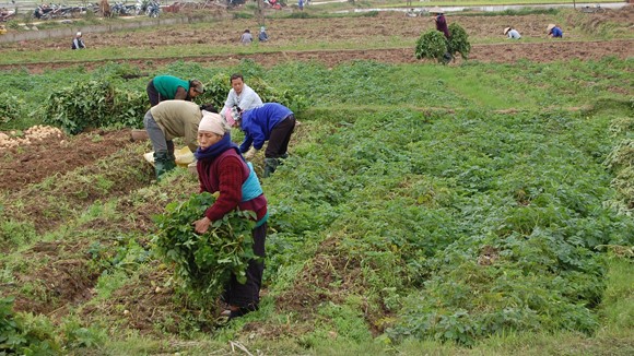 Chưa yên tâm với dự Luật Đất đai ảnh 1