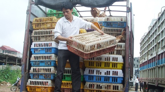 Vỗ béo gà bằng kháng sinh ảnh 1