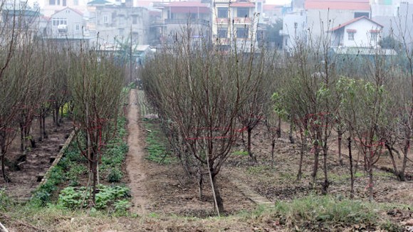 Đào, quất, cây cảnh thời kinh tế lao đao ảnh 1