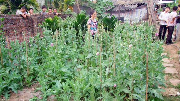 Trồng thuốc phiện vì nghĩ là… thuốc chữa bệnh(?!) ảnh 1