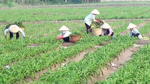 Sử dụng các sản phẩm từ Trinh nữ hoàng cung: Cẩn trọng không thừa! ảnh 1