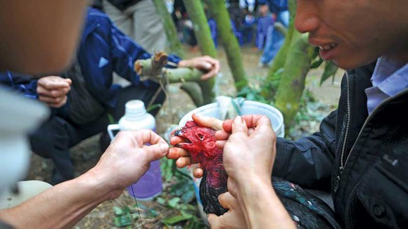 Chọi gà thời nay ảnh 2