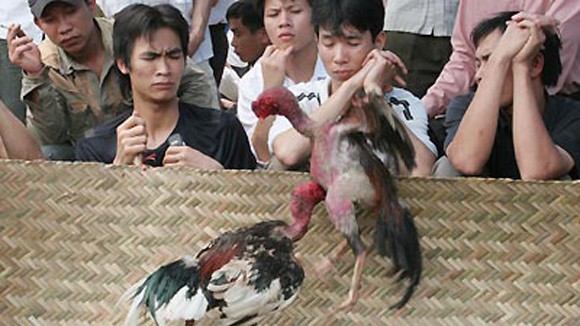 Chọi gà thời nay ảnh 3