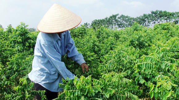 Hãi với rau ngót “tắm” thuốc trừ sâu ảnh 1