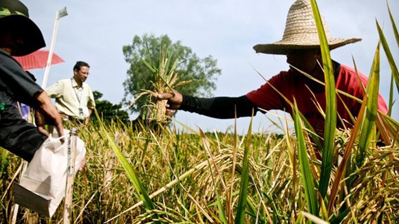 Tranh cãi về “gạo vàng” ảnh 1