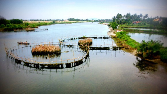 Trà Quế - đậm đà gia vị Hội An ảnh 1