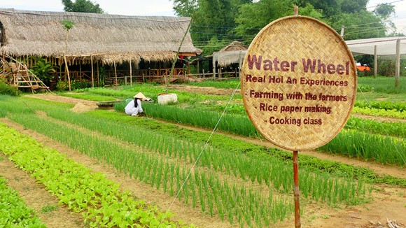 Trà Quế - đậm đà gia vị Hội An ảnh 2