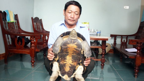 Nghệ An: Rùa nặng 12kg bò vào nhà dân ảnh 1