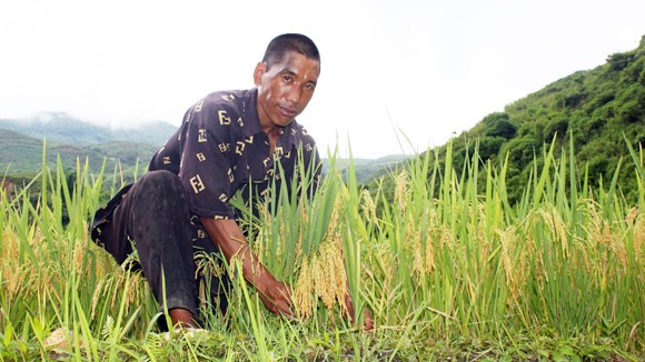 Mường So mùa lúa chín ảnh 1