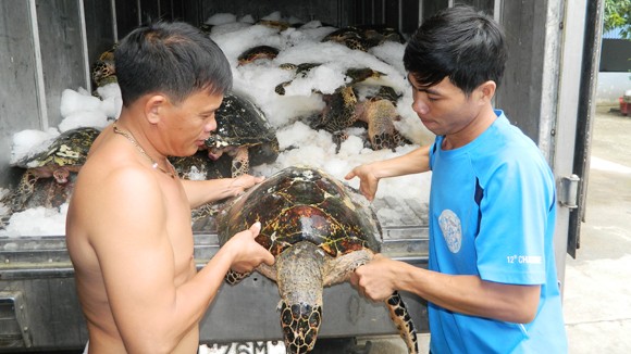 Hiểm họa từ những chuyến săn rùa biển ảnh 1