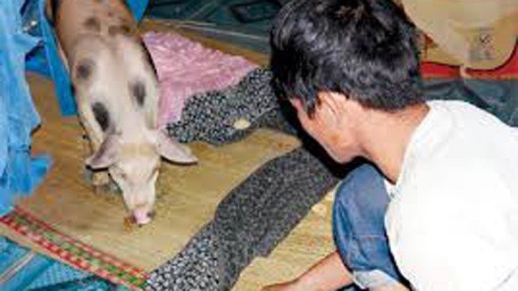 Người đầu thai vào lợn trắng đốm tròn đen gây xôn xao dư luận An Giang ảnh 1