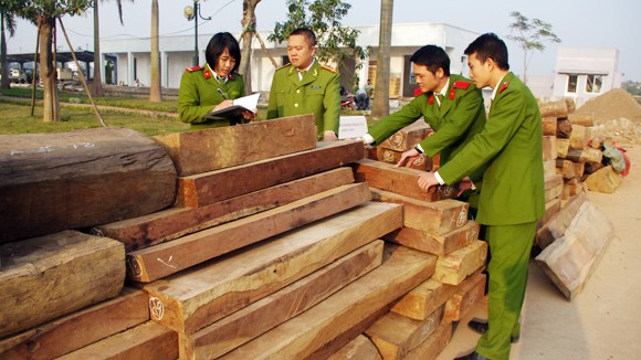 Gỗ quý giấu trên xe chở mộc nhĩ ảnh 1