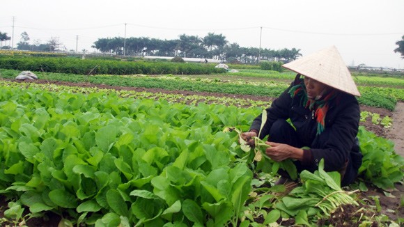 Nguy cơ “ế” thực phẩm dịp Tết ảnh 1