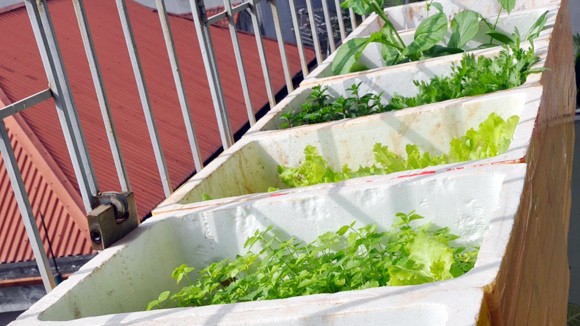 Thuê kỹ sư trồng rau sạch tại gia ảnh 1
