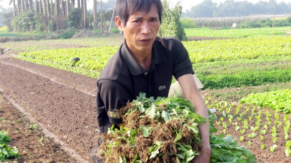 Rau xanh rớt giá mạnh ảnh 1