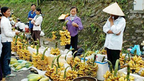 Thưởng chuối tiến vua ở làng Vũ Đại ảnh 1