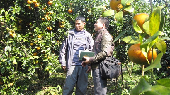 Cam Vạn Yên vui mùa quả ngọt ảnh 1