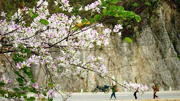 Trắng trời rừng ban Tây Bắc ảnh 1