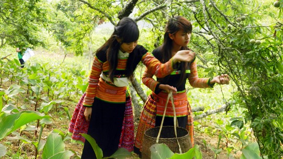 Mộc Châu mùa mận chín ảnh 2