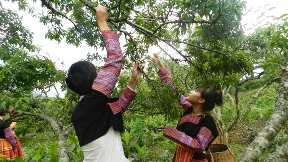 Mộc Châu mùa mận chín ảnh 1