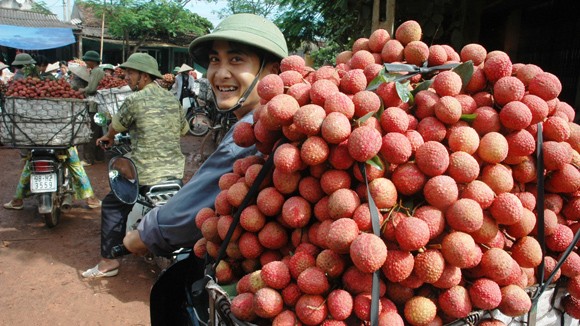 Vải thiều Bắc Giang: Được mùa, được giá, được cả bạn hàng ảnh 1