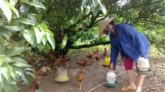Mang nợ vì gà đồi Yên Thế ảnh 1