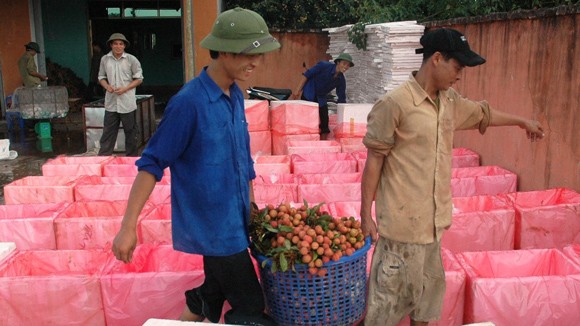 Việt Nam không nhập vải tươi Trung Quốc ảnh 1