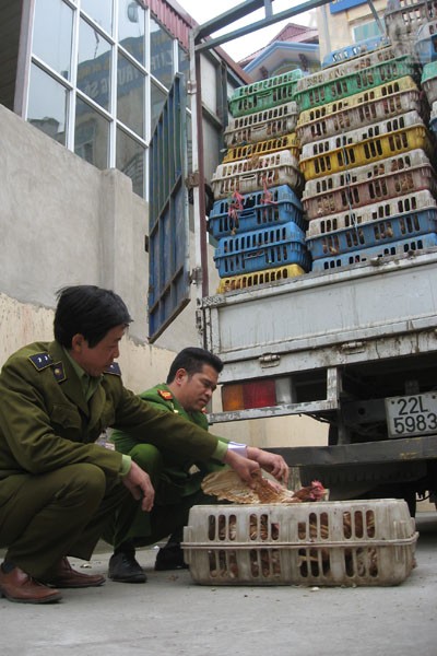 "Gà ngủ gật" hối hả "phục vụ" Tết ảnh 3