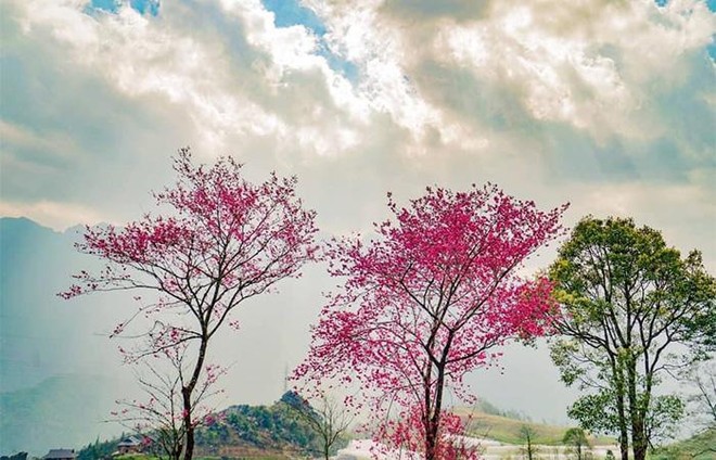 Cận cảnh anh đào Himalaya hoang dã đẹp mê mẩn ở Sun World Fansipan Legend ảnh 2