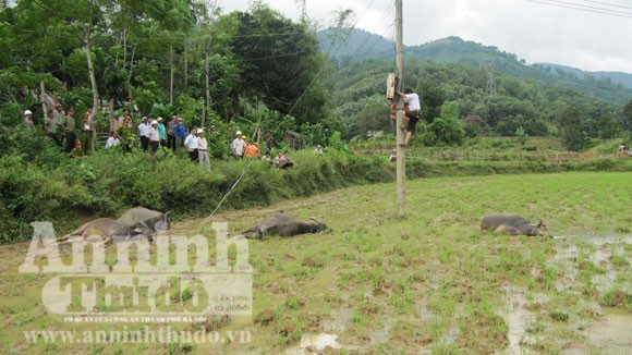 Vướng dây điện, người và trâu chết thảm ảnh 1